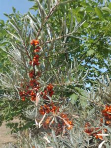 Stachelige Beeren