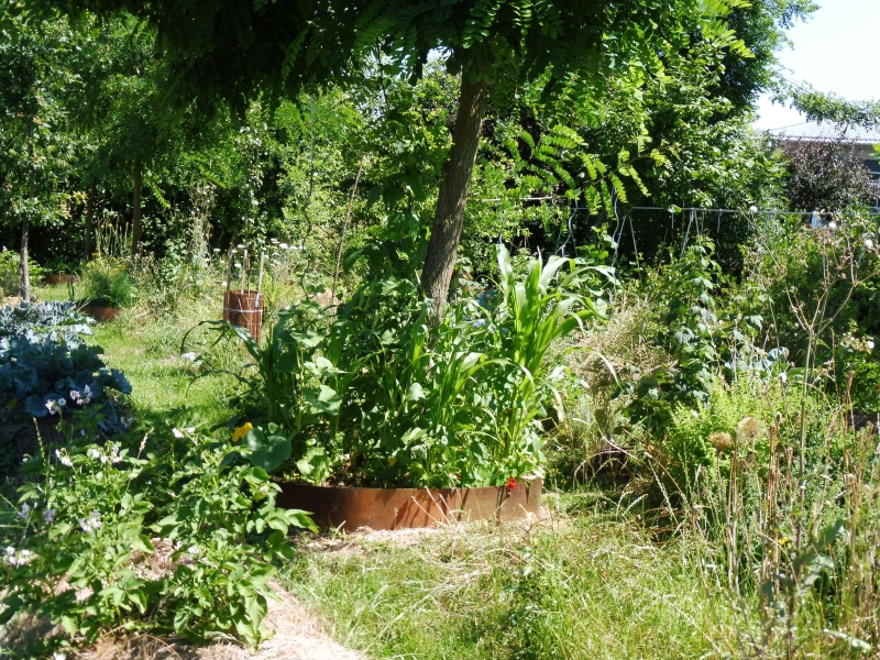 Vom degenerierten Acker zum syntropischen WaldGemüsegarten