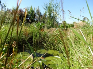 waldgarten-teich-aushub-wird-zu-terrasse